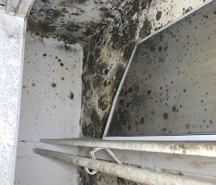 This picture shows heavy mold growth in a closet.